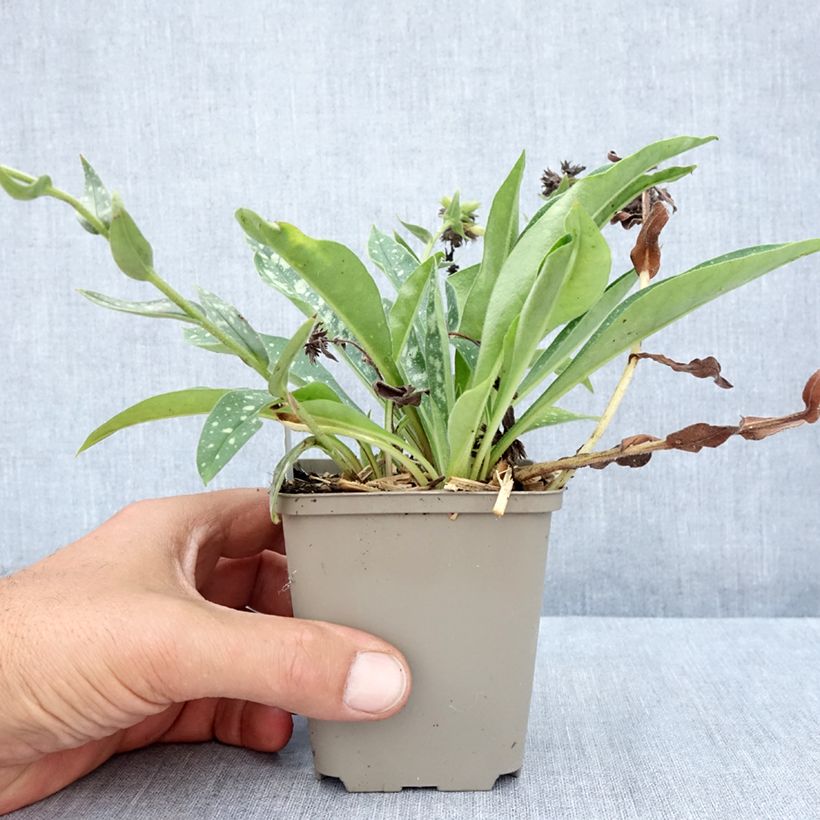 Exemplaar van Pulmonaria longifolia E.B Anderson - Longkruid Kweekpotje van 8/9 cm zoals geleverd in de zomer