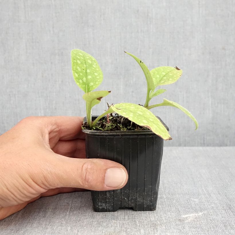 Exemplaar van Pulmonaria saccharata Dora Bielefeld - Longkruid Kweekpotje van 8/9 cm zoals geleverd in de herfst