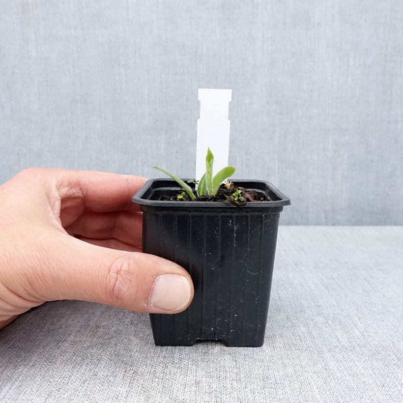 Exemplaar van Pulmonaria saccharata Dora Bielefeld - Longkruid Kweekpotje van 8/9 cm zoals geleverd in de lente