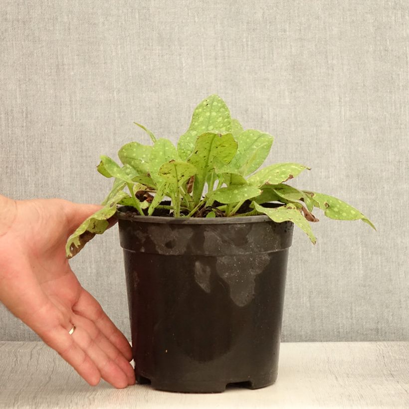 Exemplaar van Pulmonaria saccharata Mrs Moon - Longkruid Pot van 2 l/3 l zoals geleverd in de zomer
