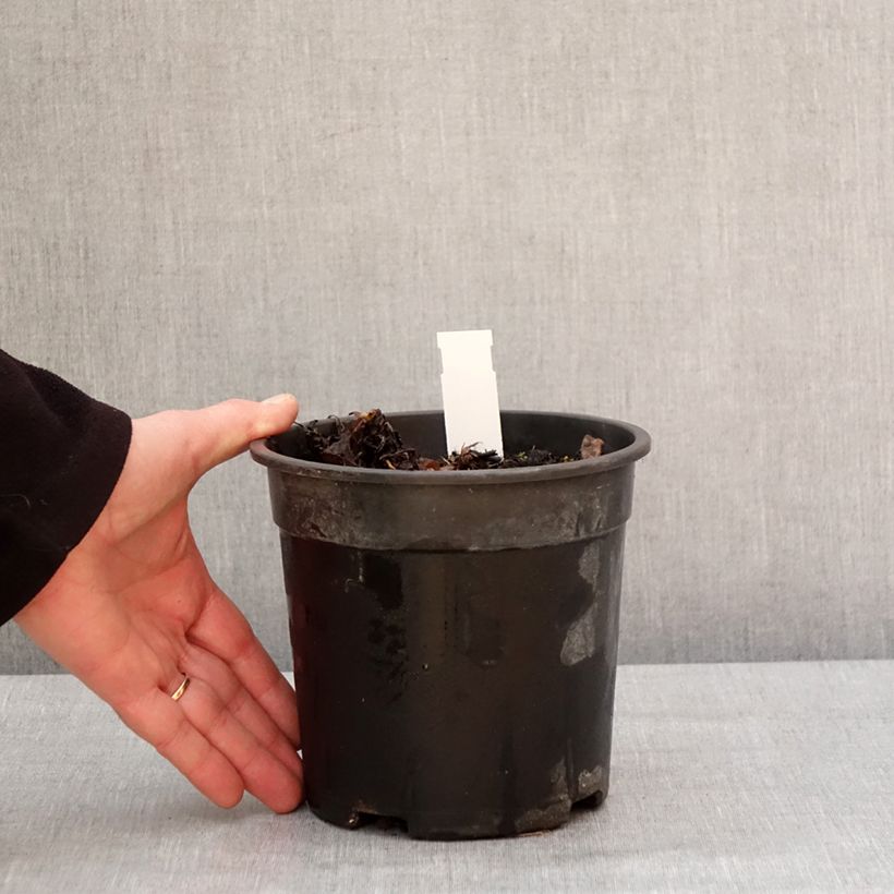 Example of Pulmonaria saccharata Mrs Moon - Pulmonaire Mrs Moon Pot van 2 l/3 l as you get in hiver