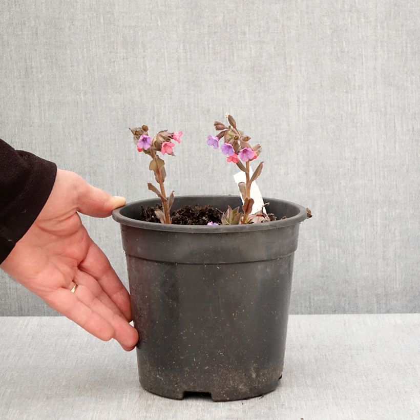 Exemplaar van Pulmonaria saccharata Mrs Moon - Longkruid Pot van 2 l/3 l zoals geleverd in de lente