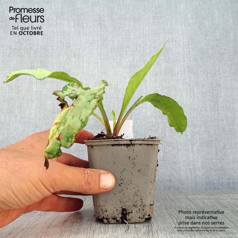 Exemplaar van Pulmonaria saccharata Silverado - Longkruid Kweekpotje van 8/9 cm zoals geleverd in de herfst