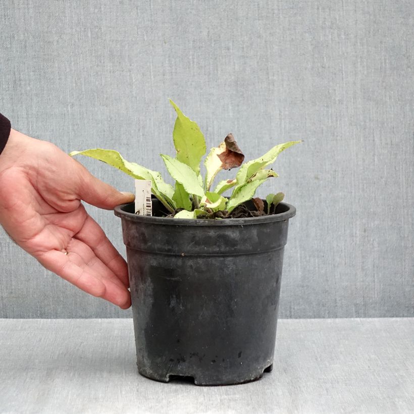 Exemplaar van Pulmonaria Samourai - Longkruid Pot van 2 l/3 l zoals geleverd in de herfst