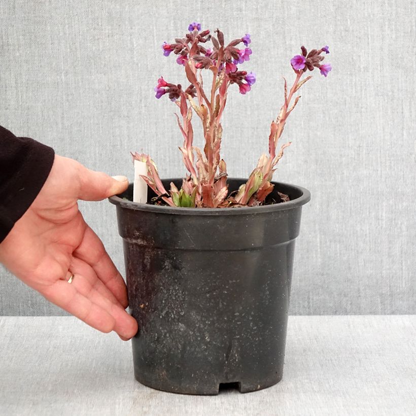 Exemplaar van Pulmonaria Samourai - Longkruid Pot van 2 l/3 l zoals geleverd in de lente