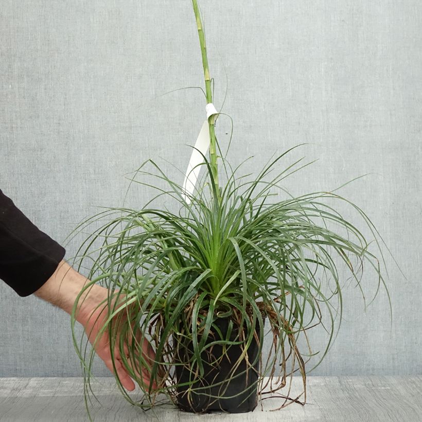 Exemplaar van Puya mirabilis - Chagual  Pot de 2L/3L zoals geleverd in de herfst