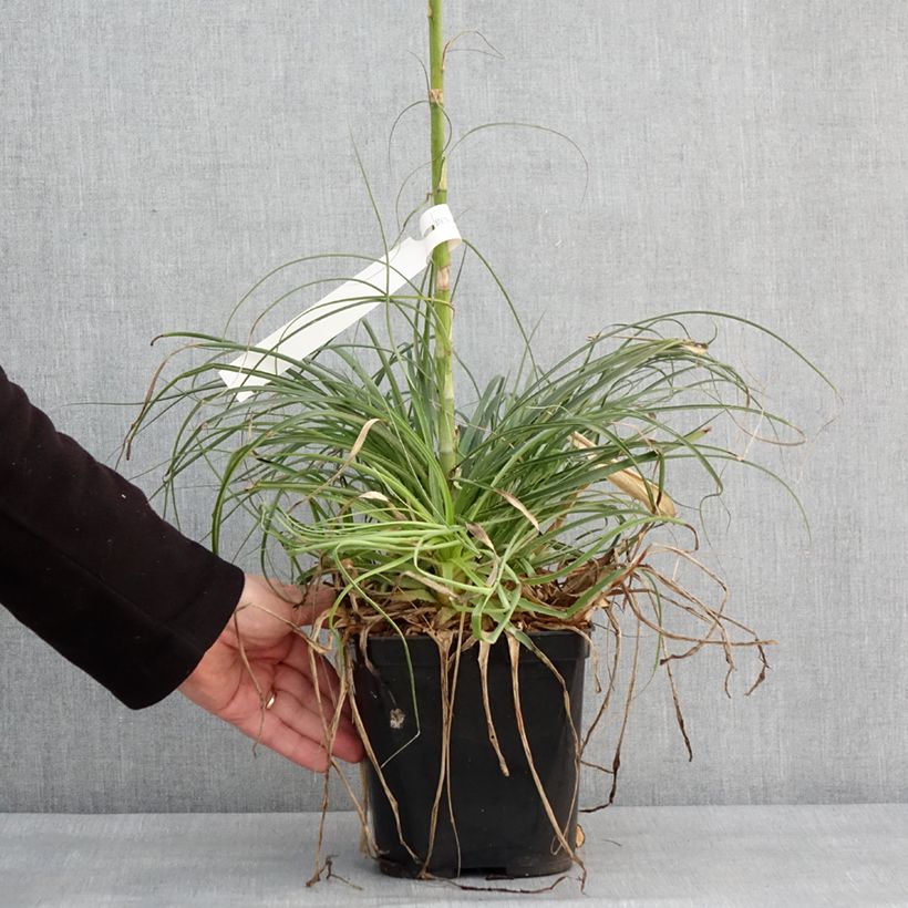 Example of Puya mirabilis - Chagual  Pot van 2 l/3 l as you get in hiver