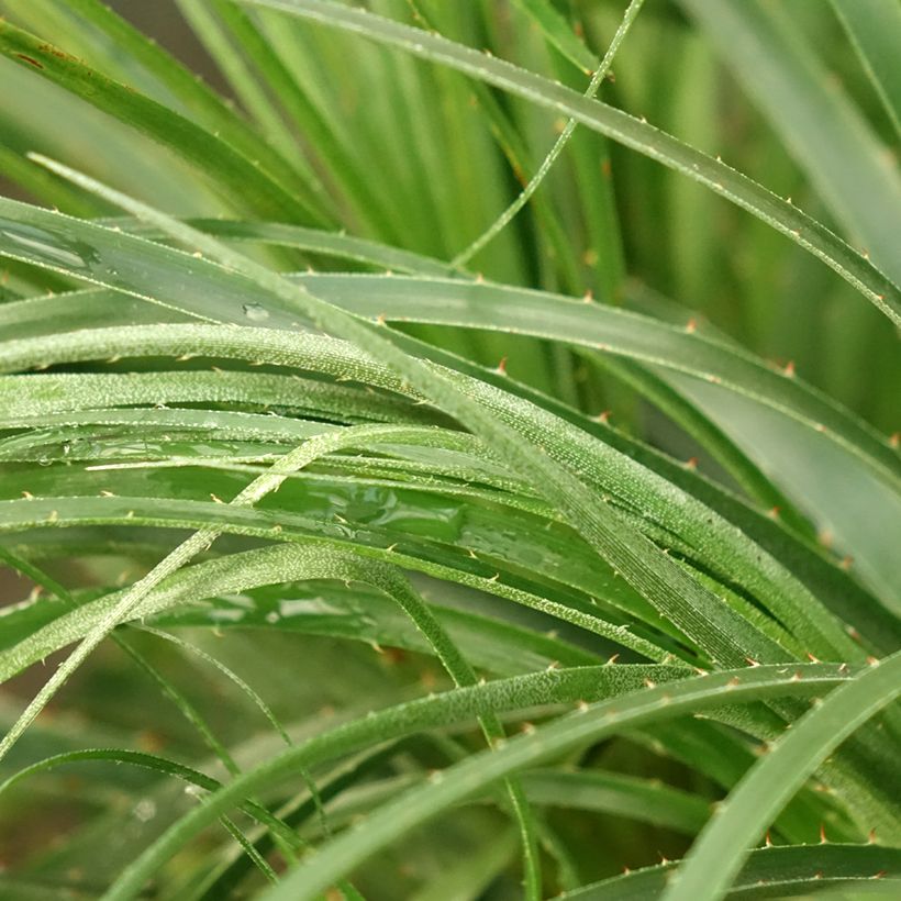 Puya mirabilis - Chagual (Blad)