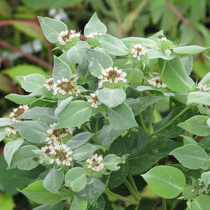 Pycnanthemum muticum - Bergmunt (Flowering)