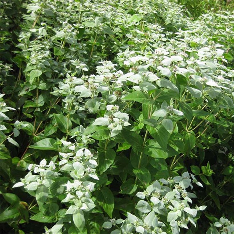 Pycnanthemum muticum - Bergmunt (Plant habit)
