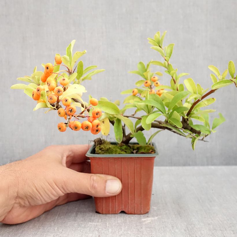 Exemplaar van Pyracantha coccinea Sunny Star - Vuurdoorn Kweekpotje van 8/9 cm zoals geleverd in de herfst