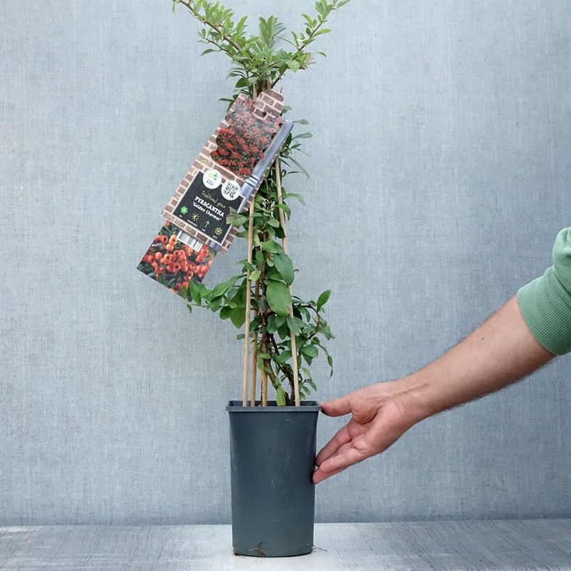 Exemplaar van Pyracantha Golden Charmer - Vuurdoorn Pot van 2 l/3 l zoals geleverd in de zomer