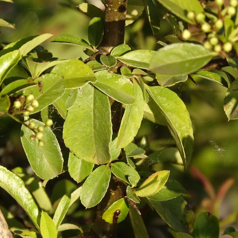 Pyracantha Golden Charmer - Vuurdoorn (Blad)
