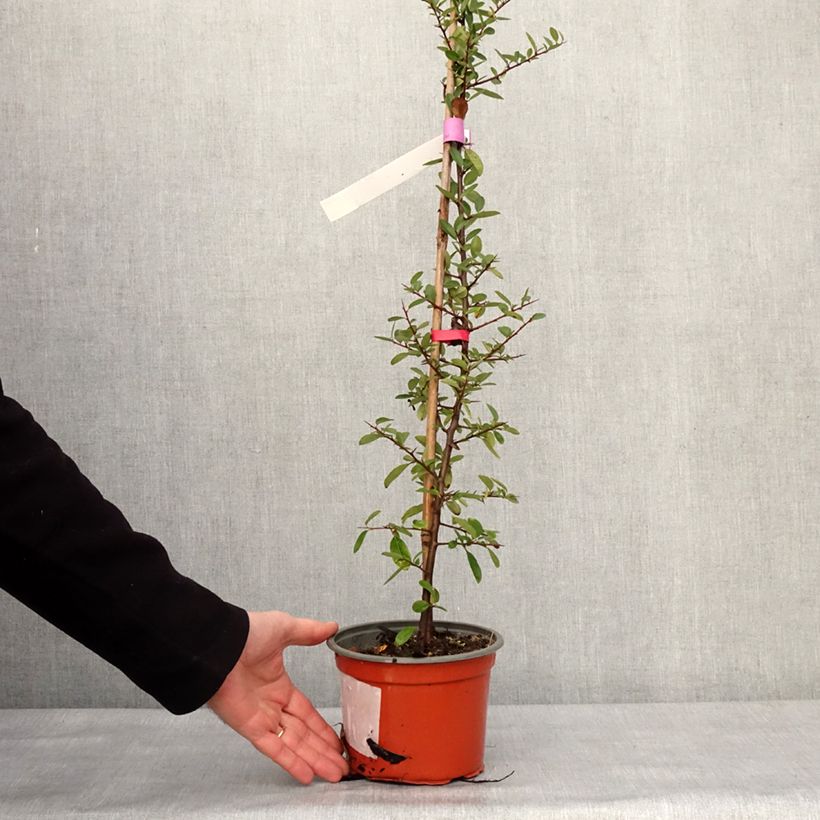 Example of Pyracantha Mohave - Buisson ardent  Pot van 2 l/3 l as you get in hiver