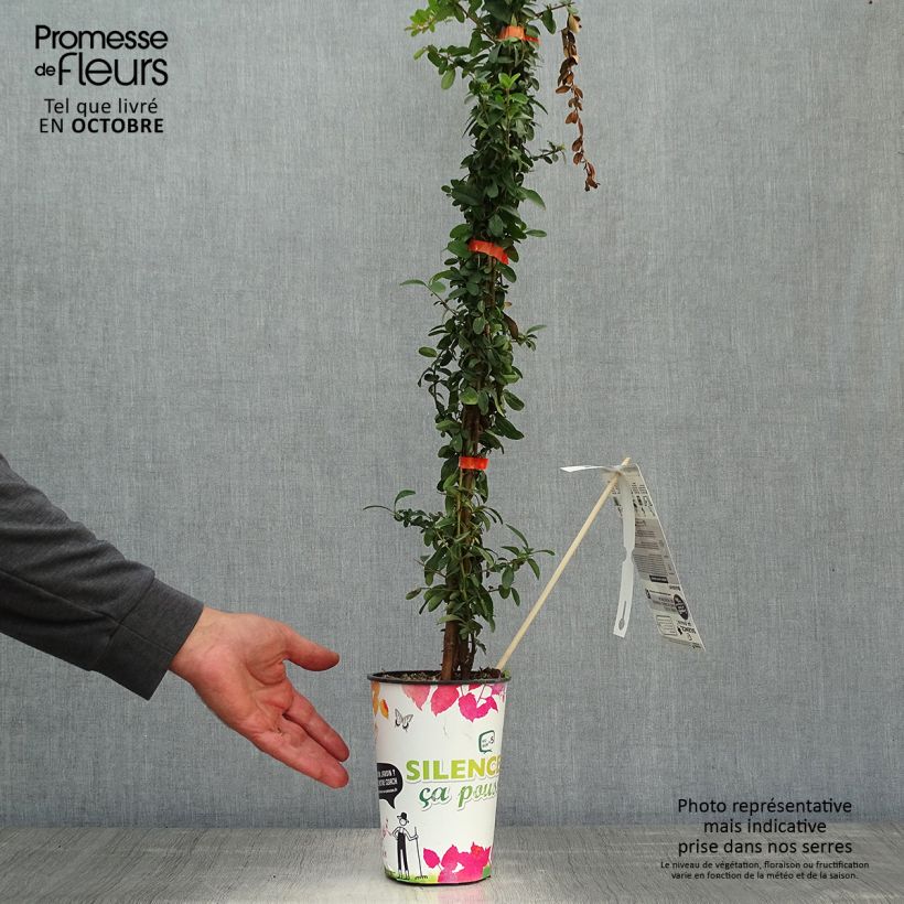 Exemplaar van Pyracantha coccinea Saphyr Orange - Vuurdoorn Pot van 2 l/3 l zoals geleverd in de herfst