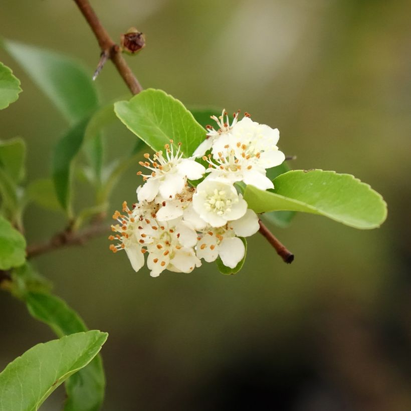 Pyracantha coccinea Saphyr Orange - Vuurdoorn (Blad)