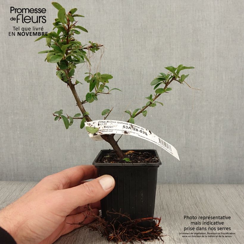 Exemplaar van Pyracantha coccinea Saphyr Orange - Vuurdoorn Kweekpotje van 8/9 cm zoals geleverd in de herfst