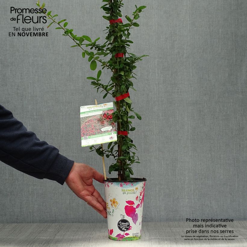 Exemplaar van Pyracantha coccinea Saphyr Rood - Vuurdoorn Pot van 2 l/3 l zoals geleverd in de herfst