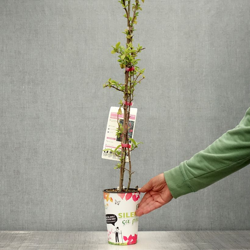 Exemplaar van Pyracantha coccinea Saphyr Rood - Vuurdoorn Pot van 2 l/3 l zoals geleverd in de zomer