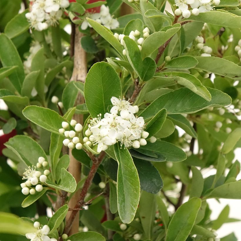 Pyracantha coccinea Saphyr Rood - Vuurdoorn (Bloei)