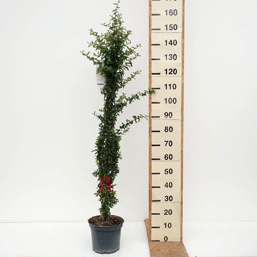 Example of Pyracantha SAPHYR Rouge - Buisson ardent Pot van 7,5 l/10 l as you get in automne