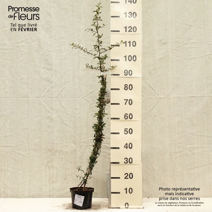 Example of Pyracantha Soleil d'or - Vuurdoorn Pot van 2 l/3 l as you get in hiver