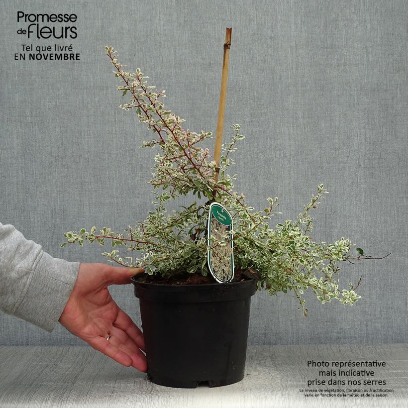 Exemplaar van Pyracantha Sparkler - Vuurdoorn Pot van 2 l/3 l zoals geleverd in de herfst