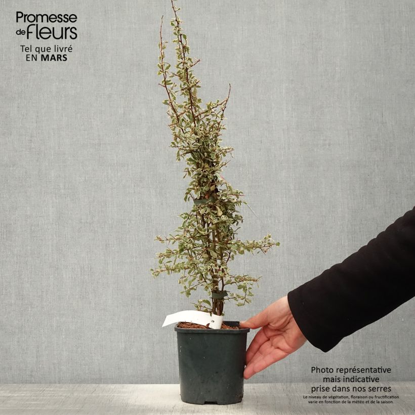 Exemplaar van Pyracantha Sparkler - Vuurdoorn Pot van 2 l/3 l zoals geleverd in de lente