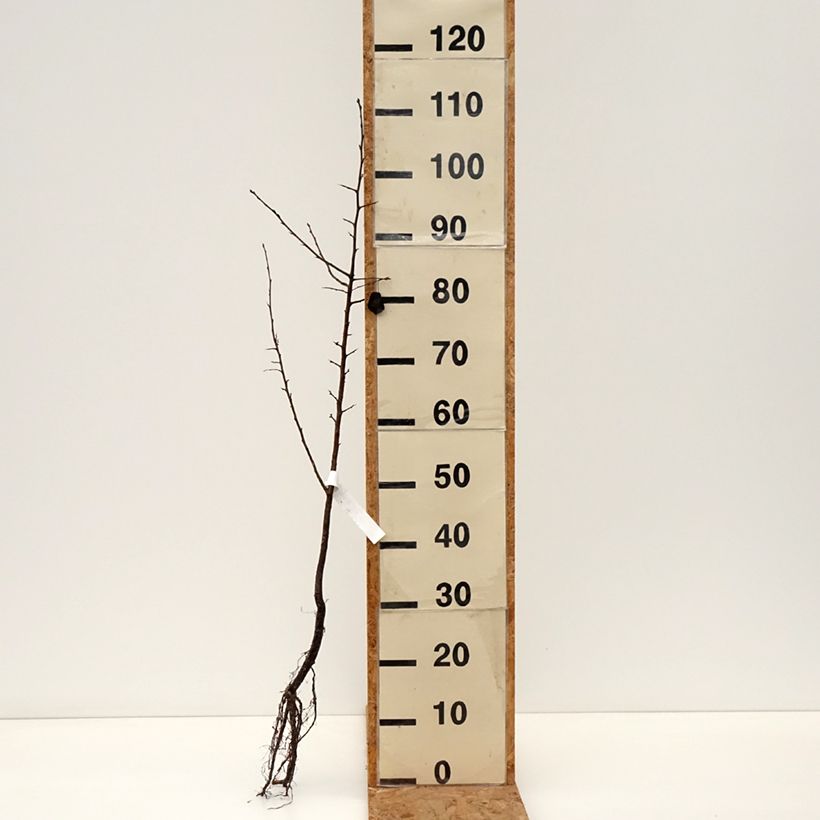 Example of Pyrus pyraster - Sierpeer Naakte wortel as you get in hiver