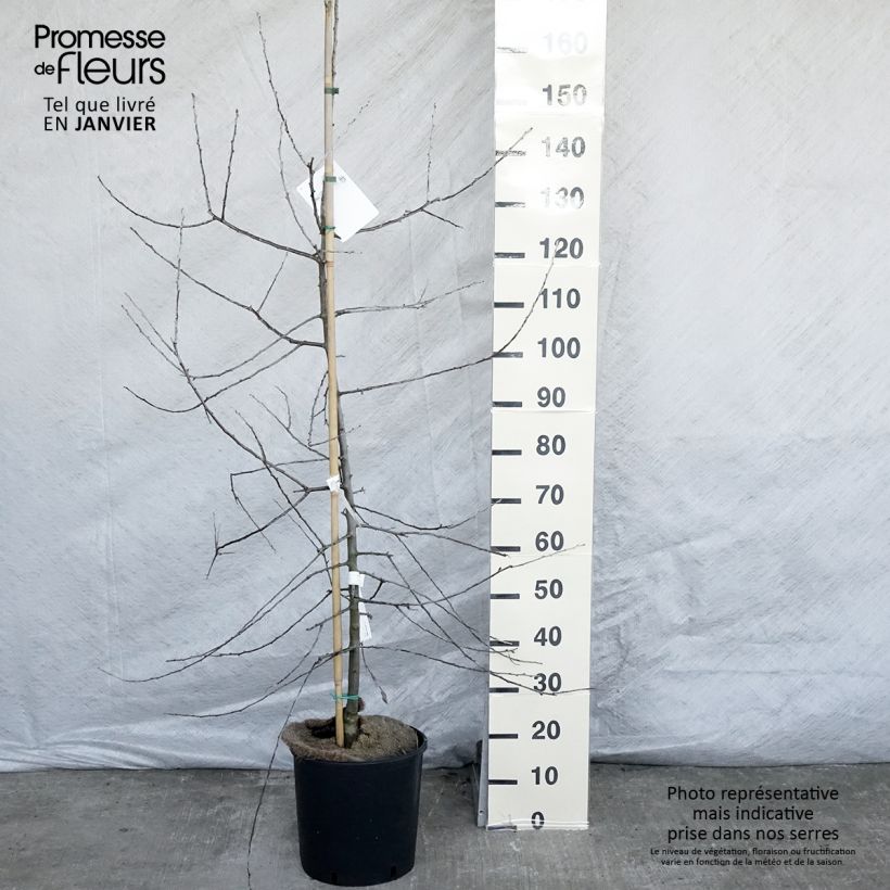 Example of Pyrus salicifolia Pendula - Poirier d'ornement pleureur  Pot van 12 l/15 l as you get in hiver