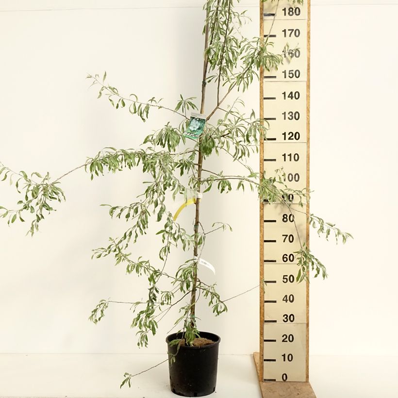 Exemplaar van Pyrus salicifolia Pendula - Wilgbladige peer Pot van 12 l/15 l zoals geleverd in de lente