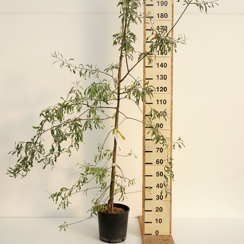 Exemplaar van Pyrus salicifolia Pendula - Wilgbladige peer Pot van 12 l/15 l zoals geleverd in de zomer