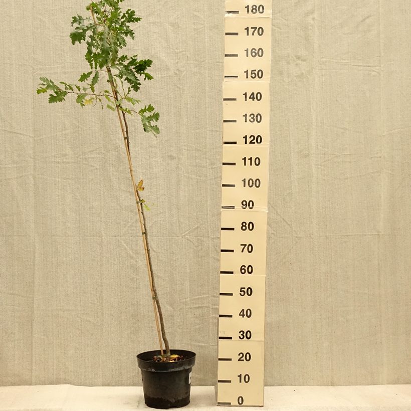 Exemplaar van Quercus cerris - Moseik Pot van 7,5 l/10 l zoals geleverd in de herfst