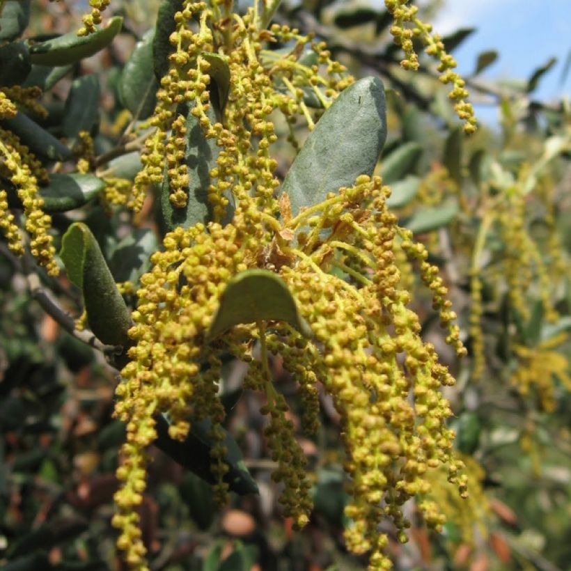 Quercus ilex - Steeneik (Flowering)