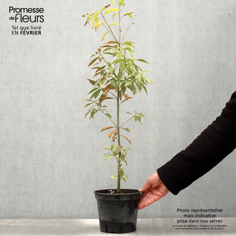 Example of Quercus myrsinifolia - Bamboebladige eik Pot van 3 l/4 l as you get in hiver