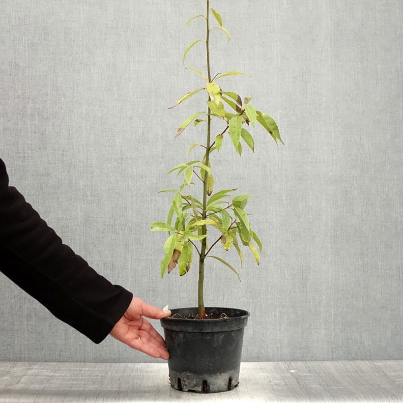 Exemplaar van Quercus myrsinifolia - Bamboebladige eik Pot van 3 l/4 l zoals geleverd in de lente