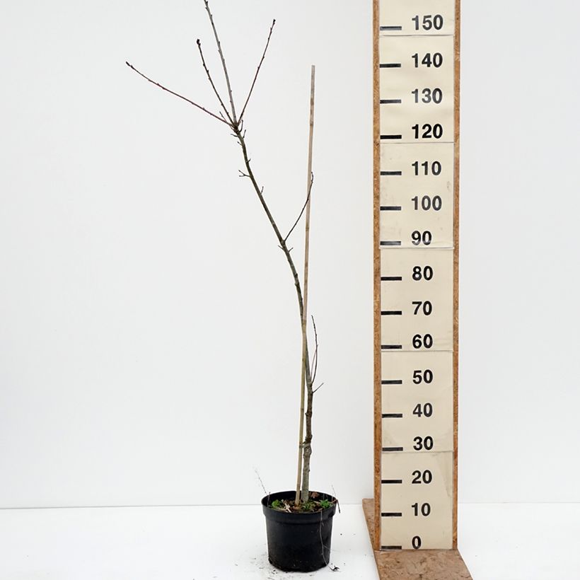 Exemplaar van Quercus petraea Insecata - Wintereik Pot van 4 l/5 l zoals geleverd in de winter