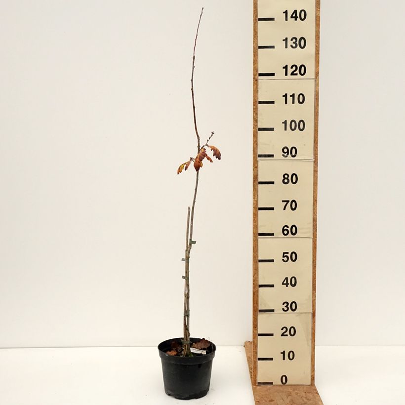 Exemplaar van Quercus robur Cucullata - Zomereik Pot van 4 l/5 l zoals geleverd in de herfst