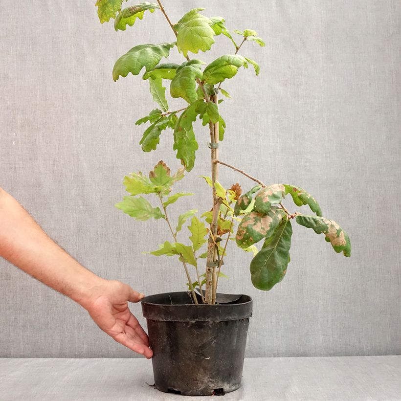 Exemplaar van Quercus robur Cucullata - Zomereik Pot van 4 l/5 l zoals geleverd in de zomer