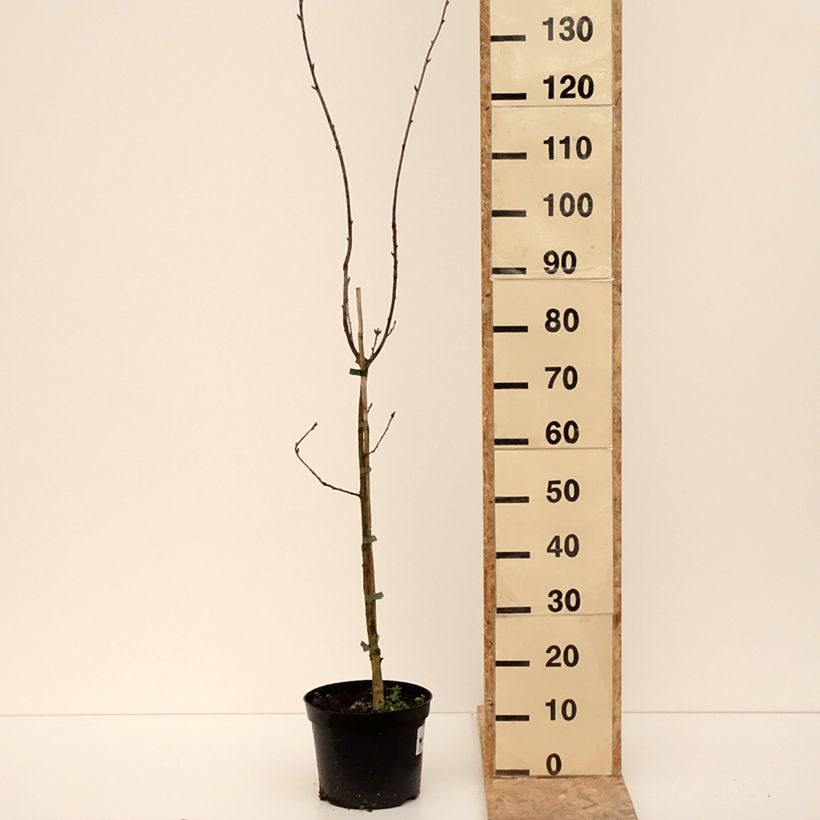 Example of Quercus robur Cucullata - Chêne pédonculé Pot van 4 l/5 l as you get in hiver