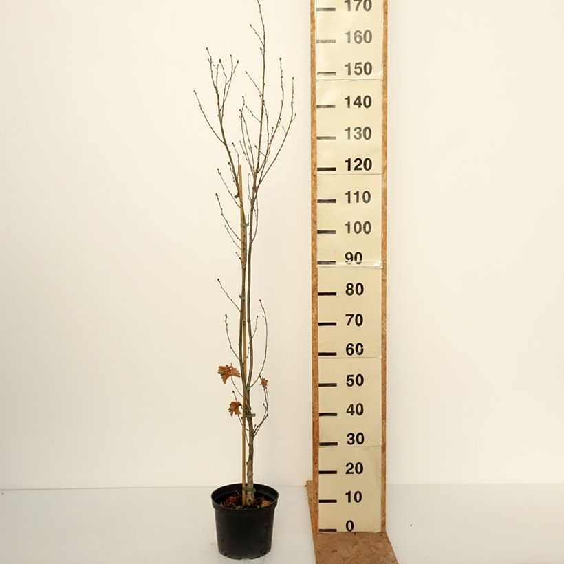 Exemplaar van Quercus robur Facrist - Zomereik Pot van 4 l/5 l zoals geleverd in de herfst
