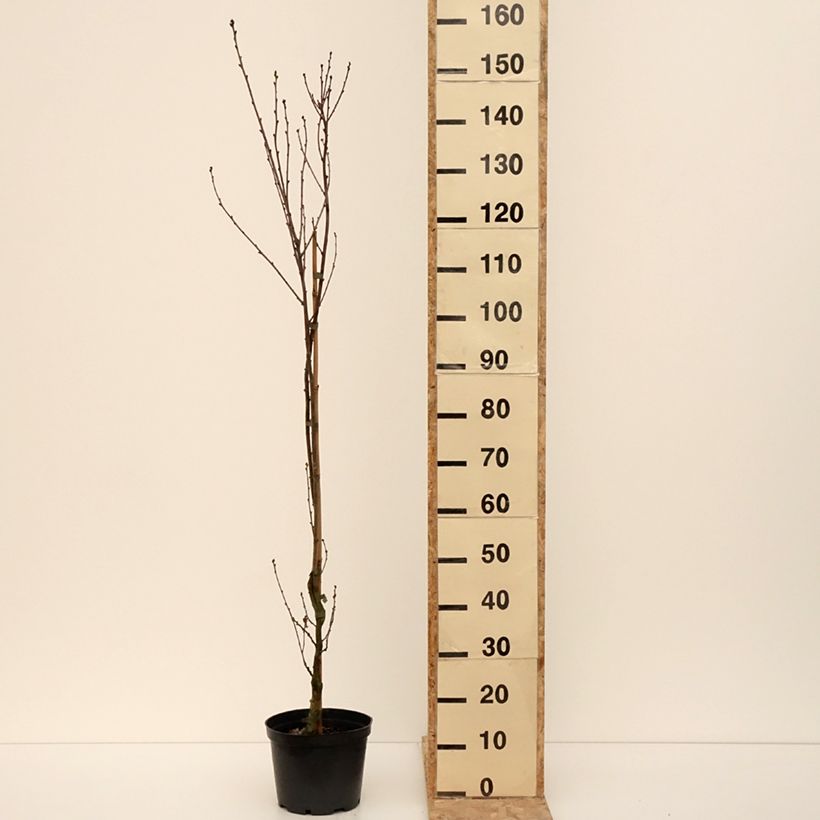 Example of Quercus robur Facrist - Chêne pédonculé Pot van 4 l/5 l as you get in hiver