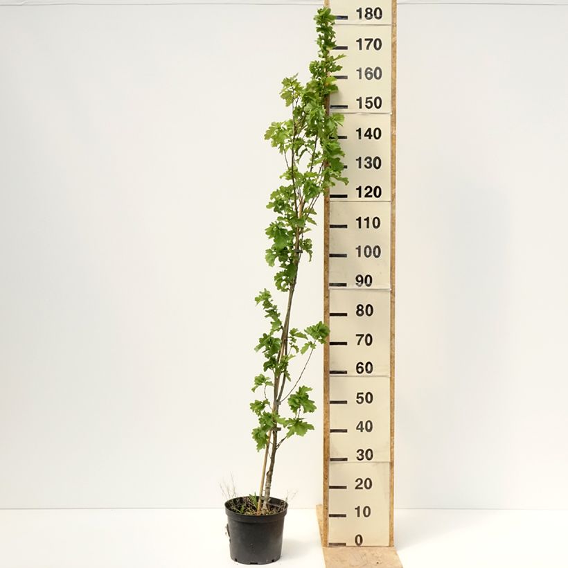 Exemplaar van Quercus robur Facrist - Zomereik Pot van 4 l/5 l zoals geleverd in de lente