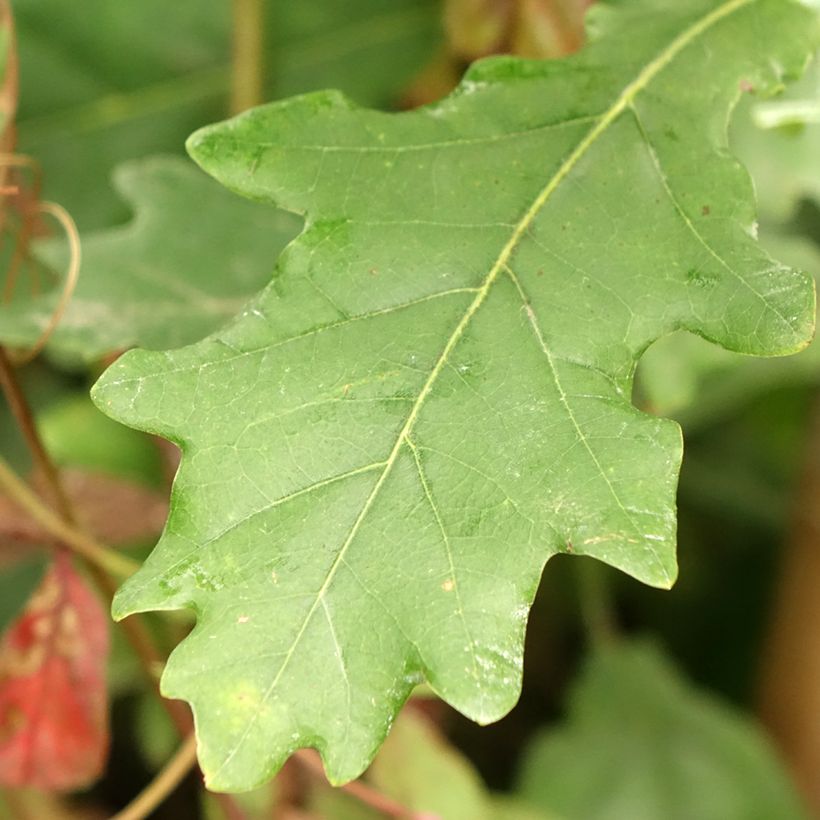Quercus robur Fastigiata Koster - Zomereik (Blad)
