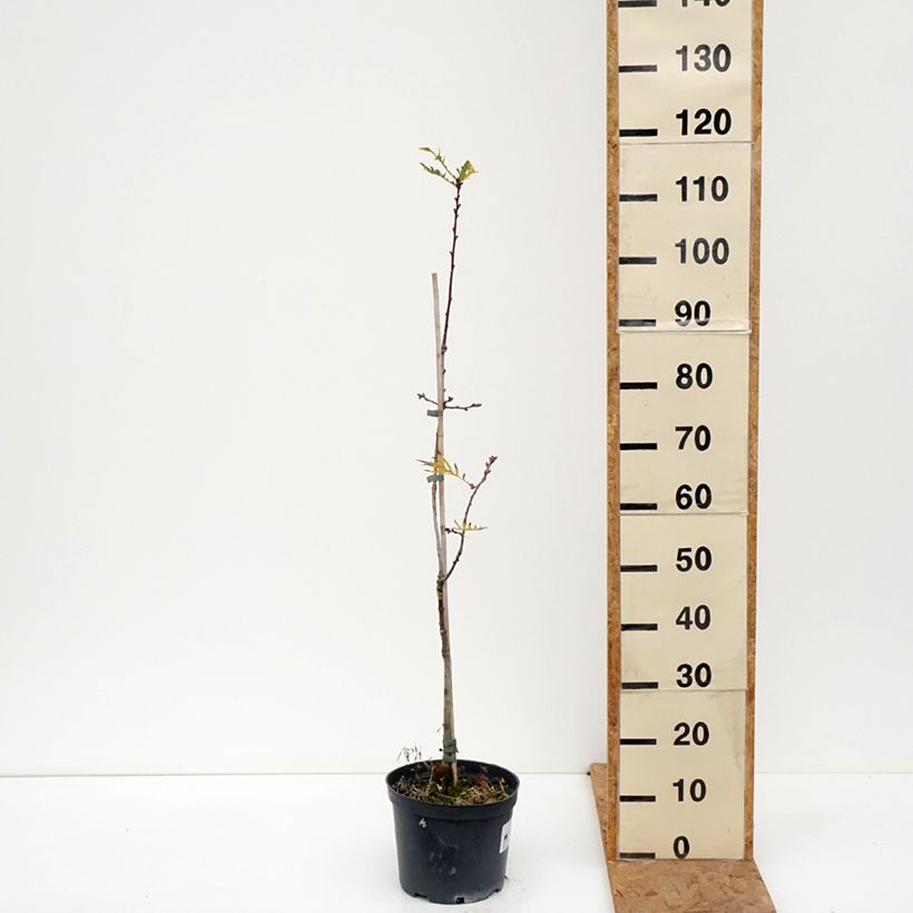 Exemplaar van Quercus robur Pectinata - Zomereik Pot van 4 l/5 l zoals geleverd in de herfst