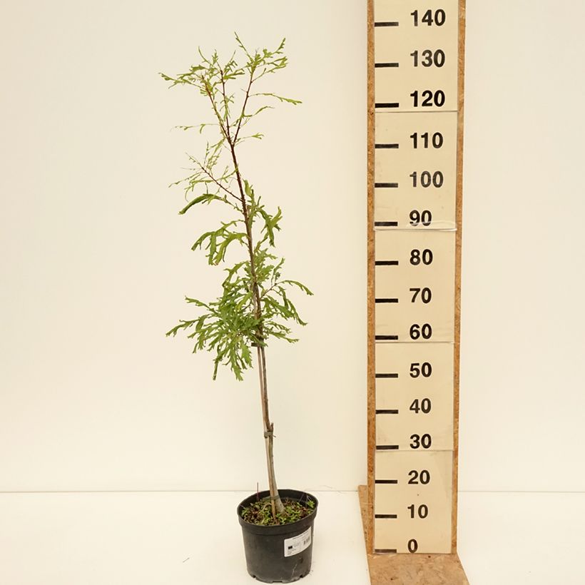 Exemplaar van Quercus robur Pectinata - Zomereik Pot van 4 l/5 l zoals geleverd in de zomer