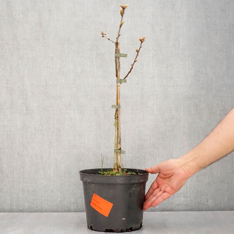 Exemplaar van Quercus robur Pectinata - Zomereik Pot van 4 l/5 l zoals geleverd in de lente