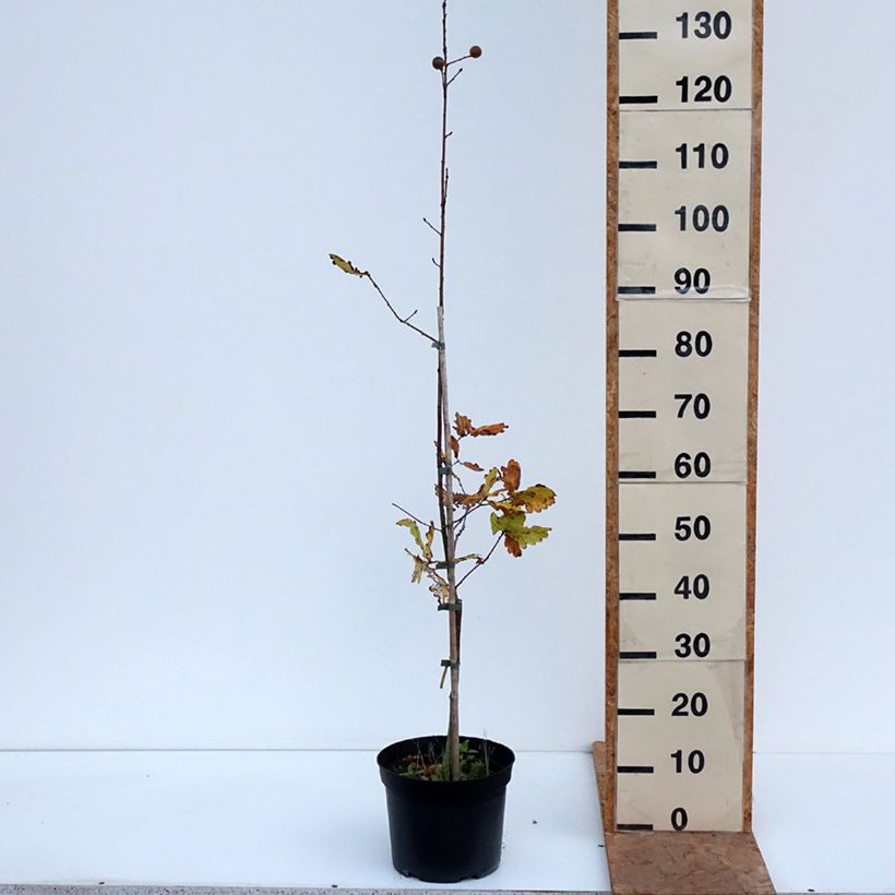 Exemplaar van Quercus robur Ritas Gold - Zomereik Pot van 4 l/5 l zoals geleverd in de herfst
