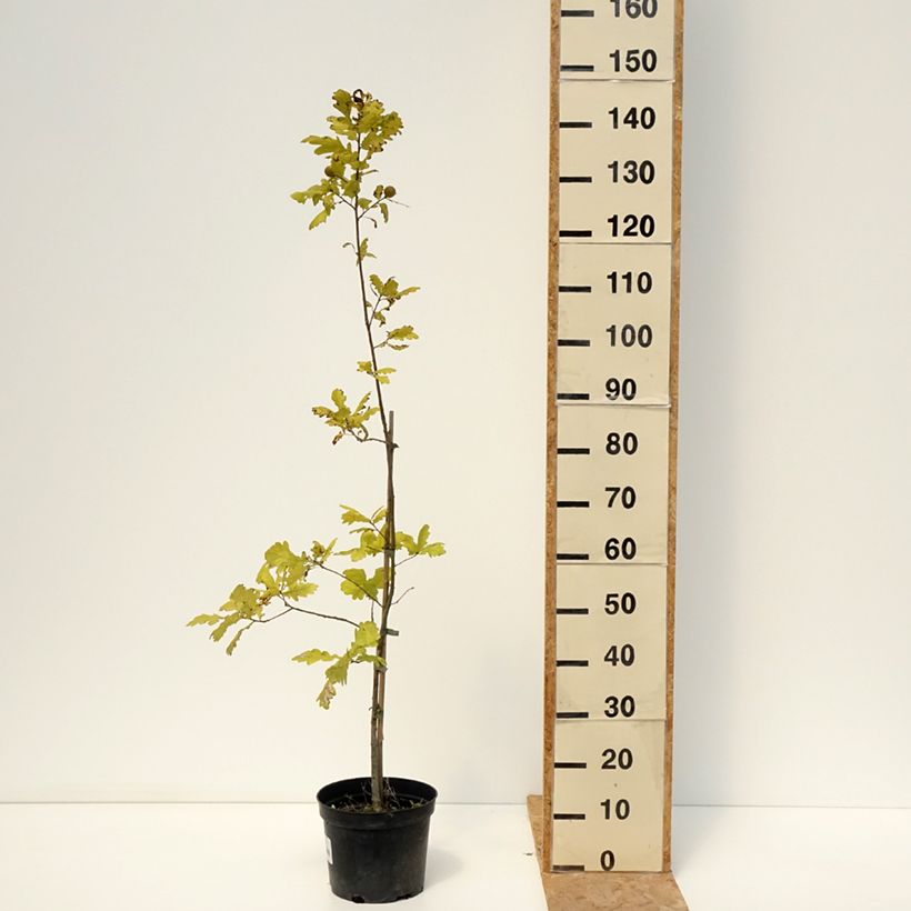 Exemplaar van Quercus robur Ritas Gold - Zomereik Pot van 4 l/5 l zoals geleverd in de zomer