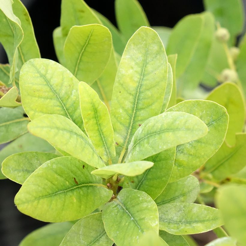 Quercus robur Salicifolia - Zomereik (Blad)